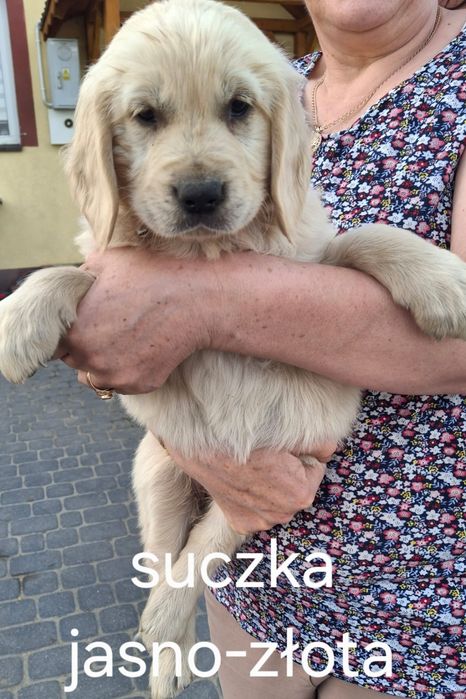 Sprzedam Golden Retriever szczenię