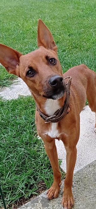 Cão castanho pelo raso para doação