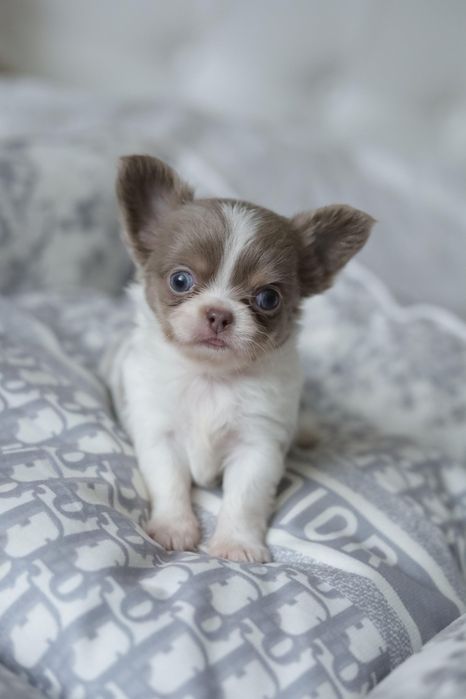 Chihuahua FCI chłopak