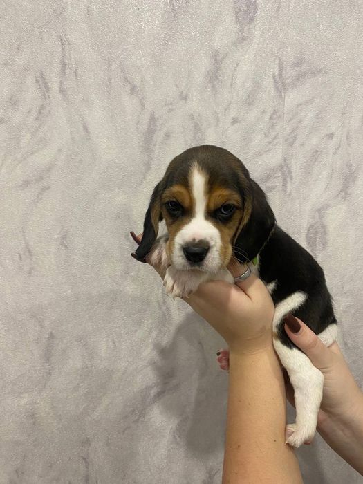 Продам цуценя породи Бігель