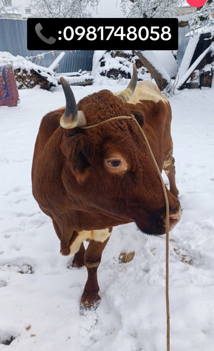 Продається корова після ростелу