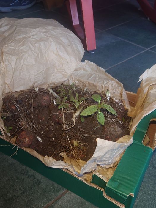 Topinambur pakiet 15 Bulw, roślina do posadzenia