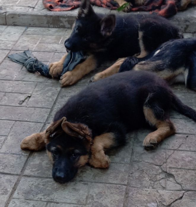 Шикарные щенки с прекрасной родословной.