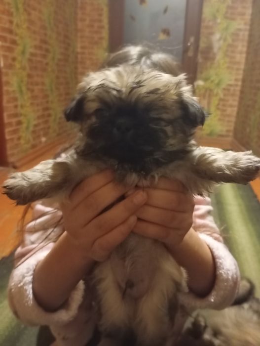 Продам пекінесів 2 дівчинки та 1 хлопчик