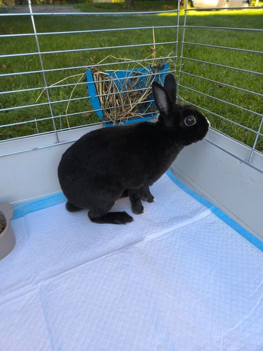 Królik miniaturka z dużą klatką.