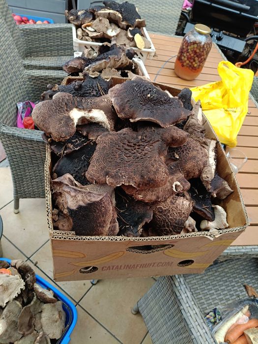 Nowosc Grzyby Suszone  SARNIAKI Polska Trufla