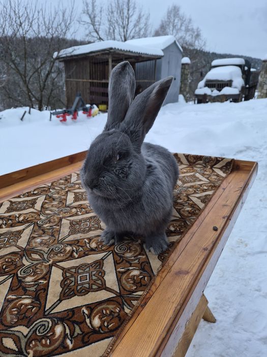 Кролики бельгійські велетні  - голубі