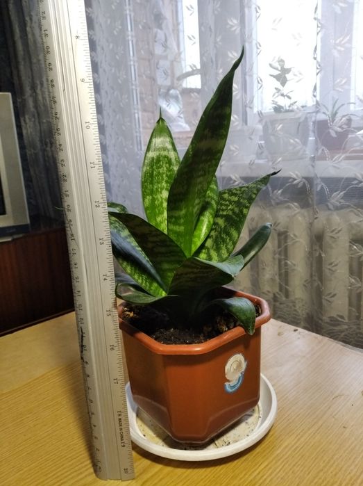 Цветы. Квіти кімнатні