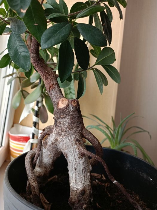 Бонсай фікус великий