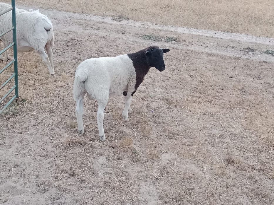 borrego macho cruzado Dorper