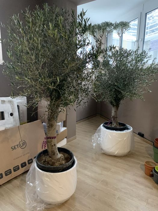 Оливкове дерево вис 1 , 40