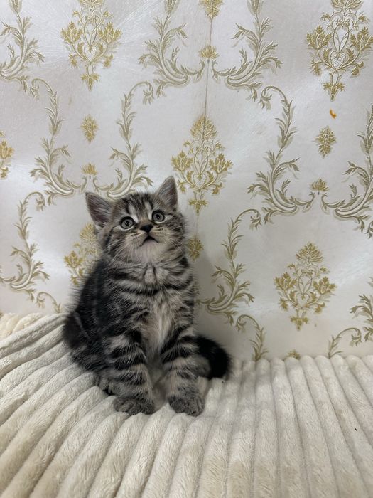 Шотландські кошенята