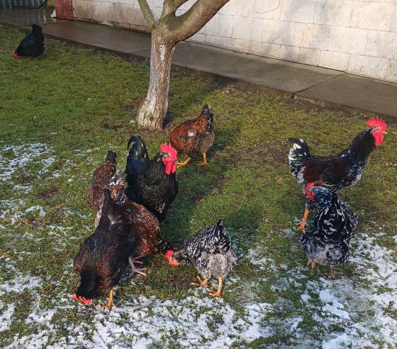 Кури лівенські ситцеві. Курчата .Інкубаційні яйця .