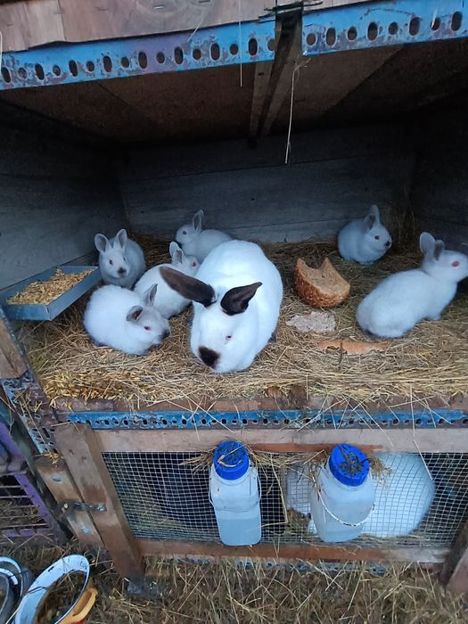 Sprzedam młode Kalifornie