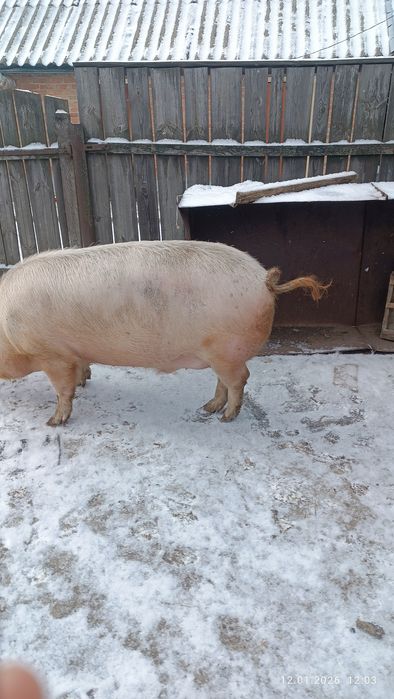 Сільгосп тварини