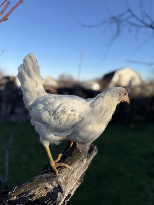 Молодка курочка ломан сенди