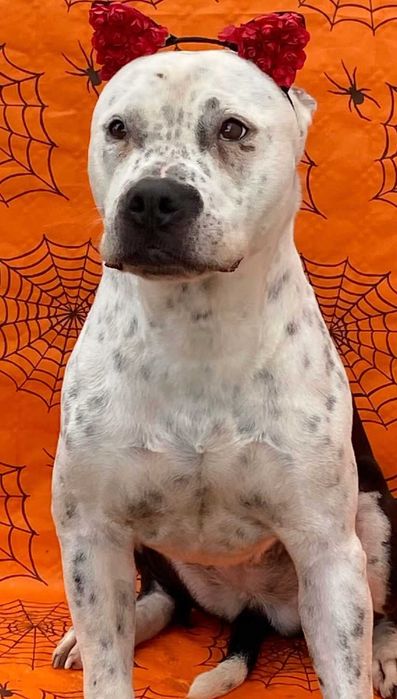 Cadela para adoção responsável