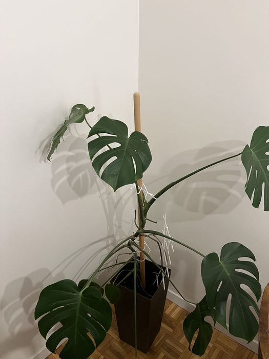 Kwiat Monstera duży