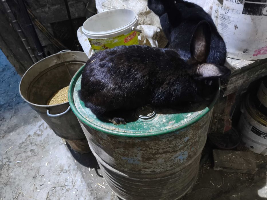 Króliki samice samce