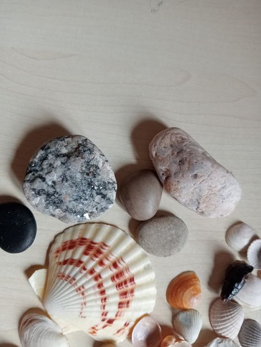 Muszle oceaniczne muszle