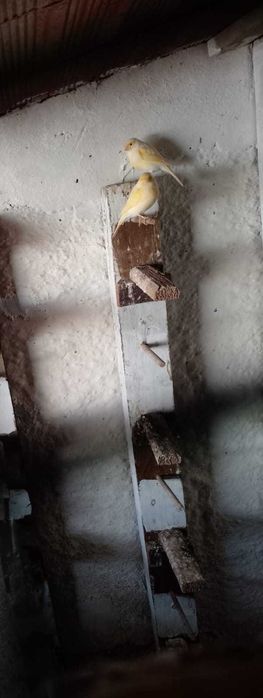 Vende-se Canarias novas 15€ cada