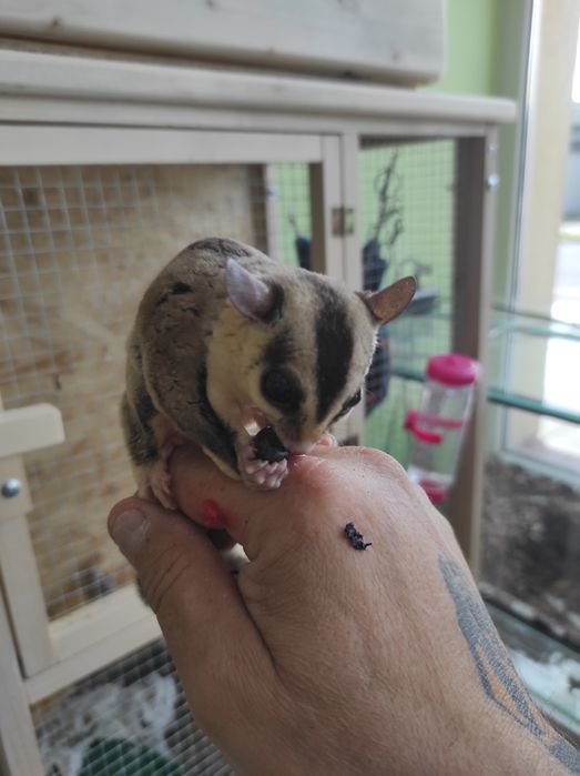 Lotopałanka karłowata