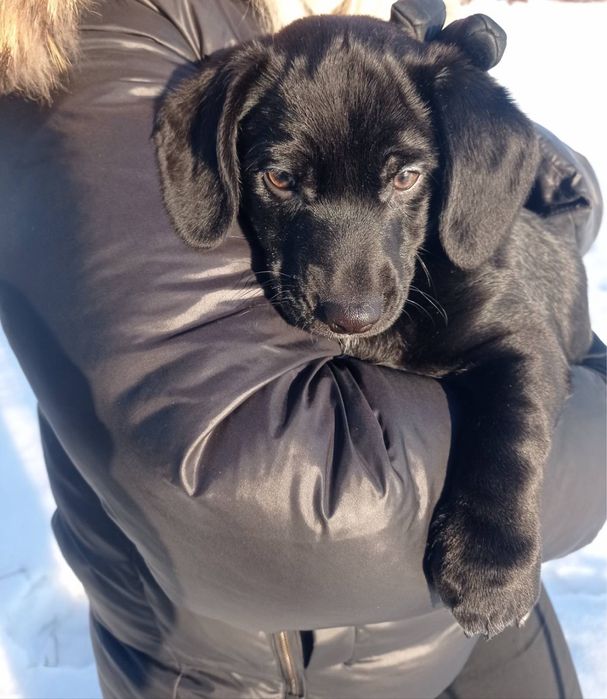 Віддамо цуцика в добрі руки