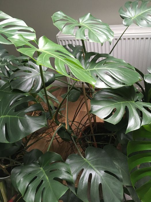 Monstera XL ponad 100 cm z donicą