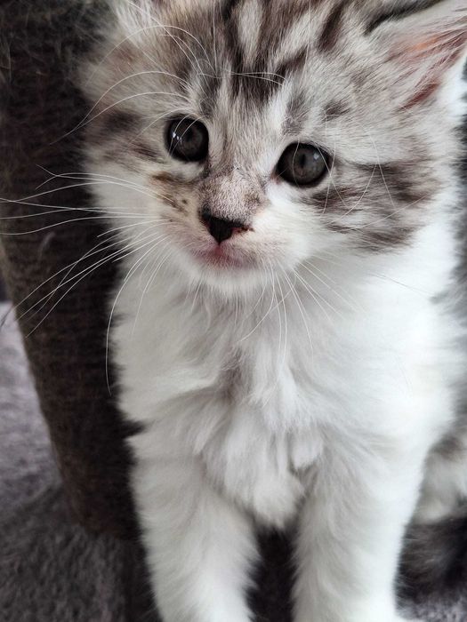 Barbie Royal Cat Maine Coon