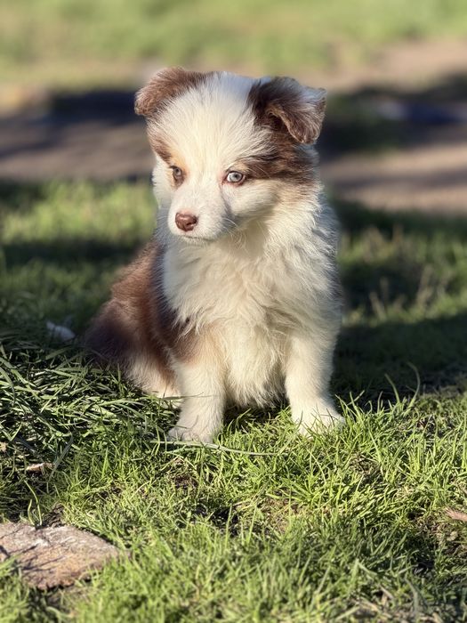 Suczka Border Collie
