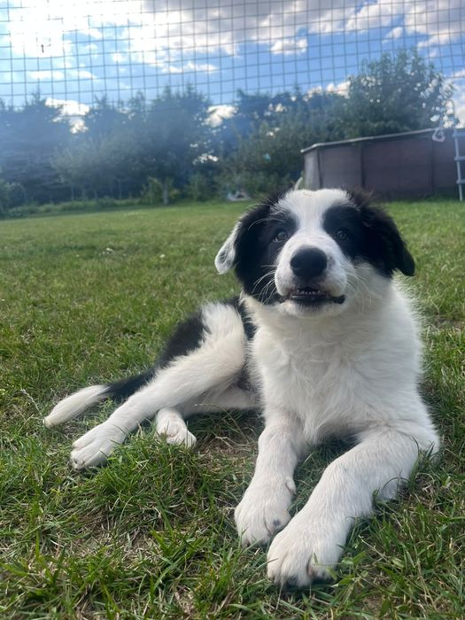 Border Collie Szczeniak pies rezerwacja