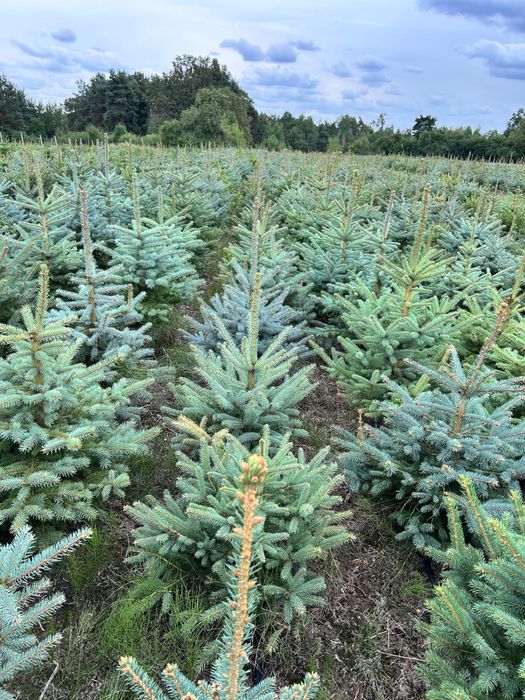 Świerk kaibab , klujacy , srebrny, plantacja