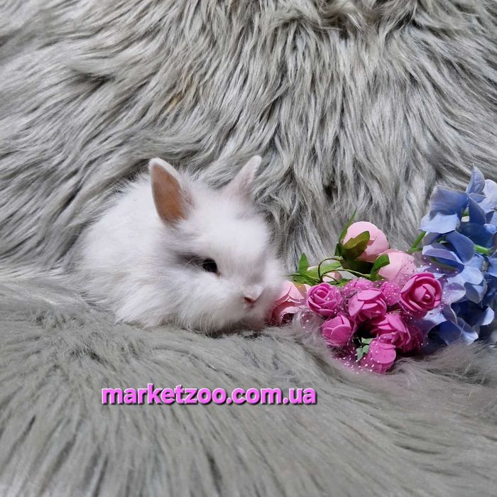 Продається кролик Lionhead | | 1 місяць | Мармуровий окрас