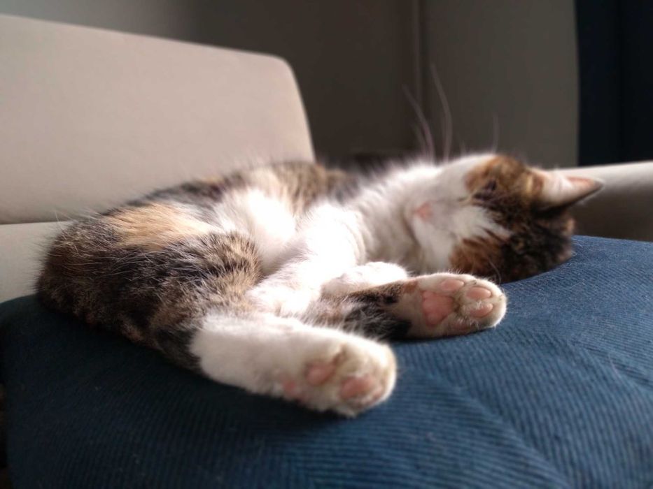 Zaginęła kotka Zuzanka