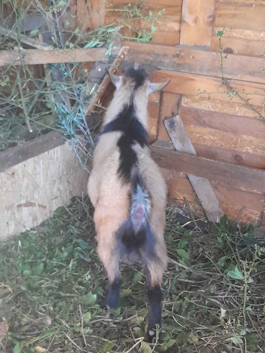 Cabritas anãs MACHO