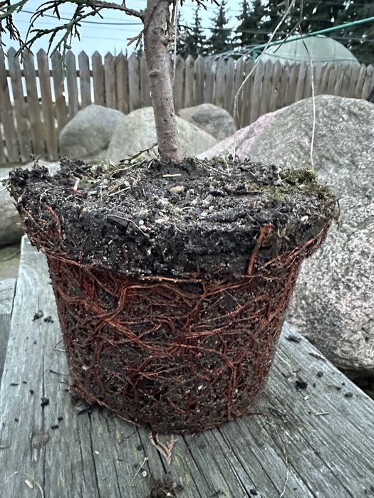 Tuja Szmaragd -Żywotnik zachodni