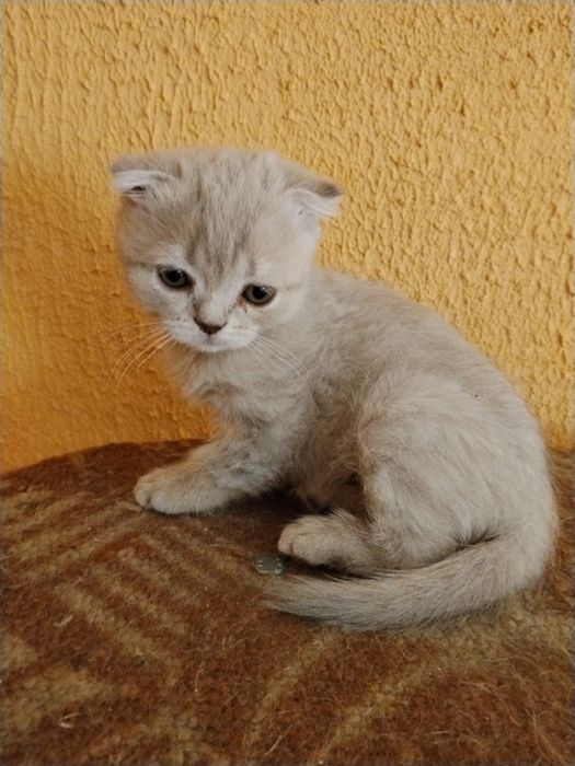 Продам шотландського котіка