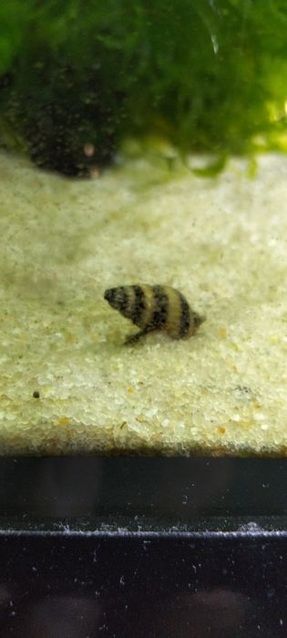 Caracol de água doce Helena