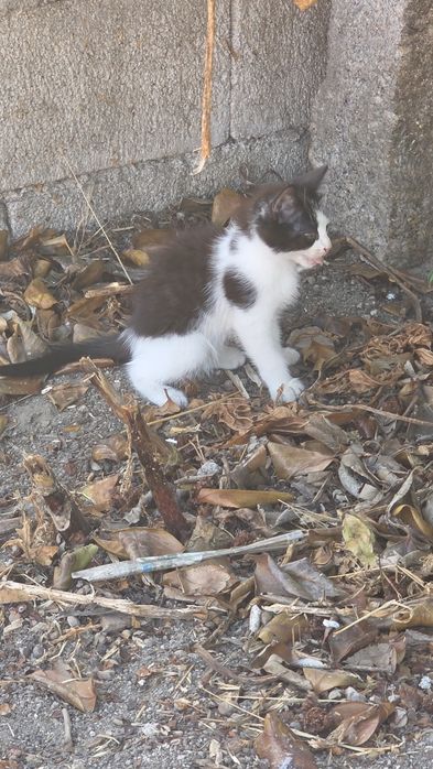 Gatinha para adopção responsavel