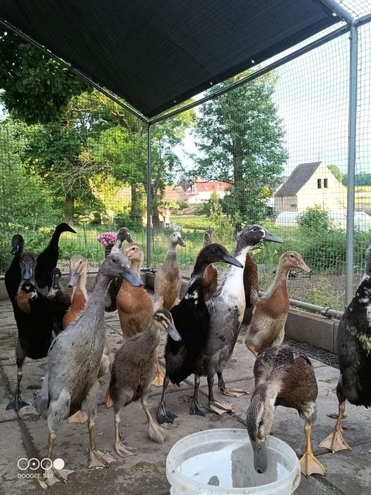 Kaczki biegusy, pogromcy ślimaków