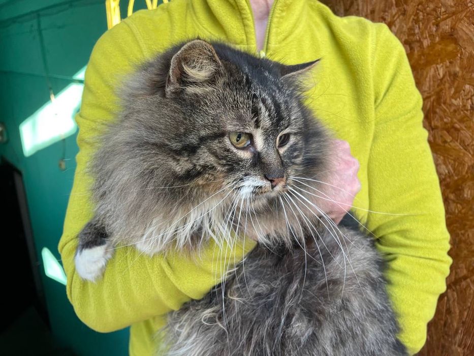 Величний кото-юнак Френк