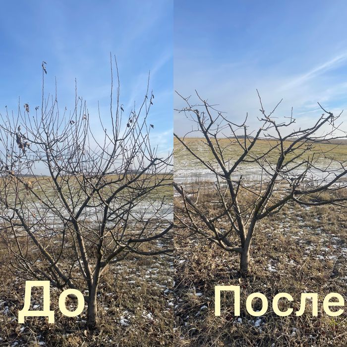 ОБРІЗКА САДУ (професійно)