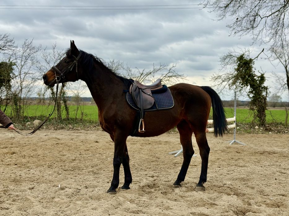 Klacz spokojna, doświadczona idealna dla początkujących