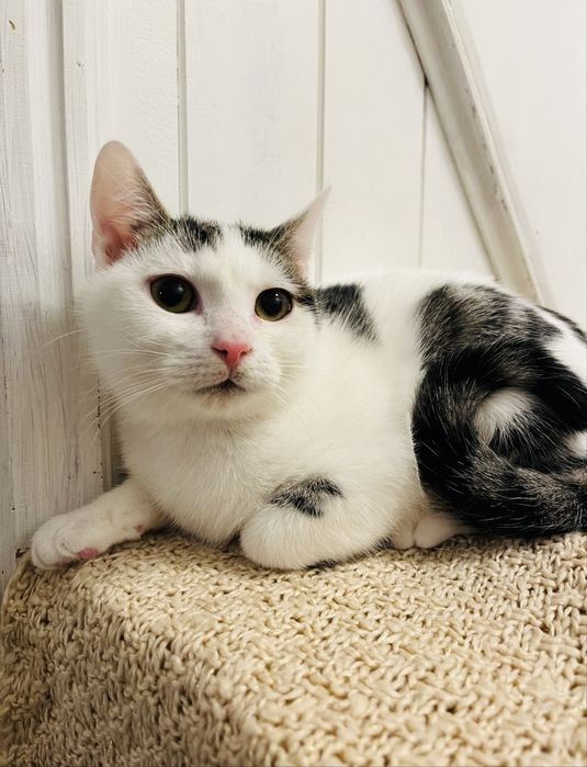 Kocurek Stefanek z sercem szuka domu