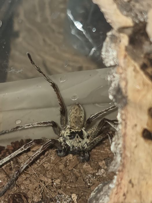 Parka Heteropoda tetrica