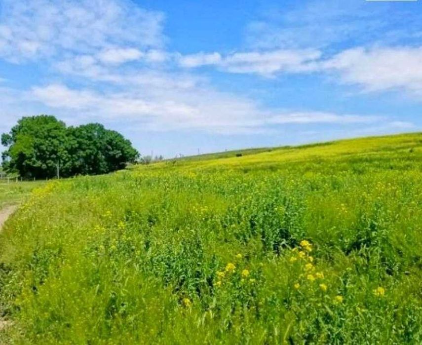 Продам участок 4,78 Га -со своим водоёмом для фермерства  70 км.от Одессы
