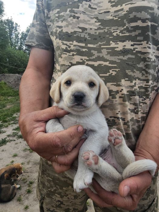 Цуценята в добрі руки