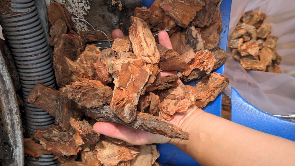 Акція! Кора середня та крупна опт