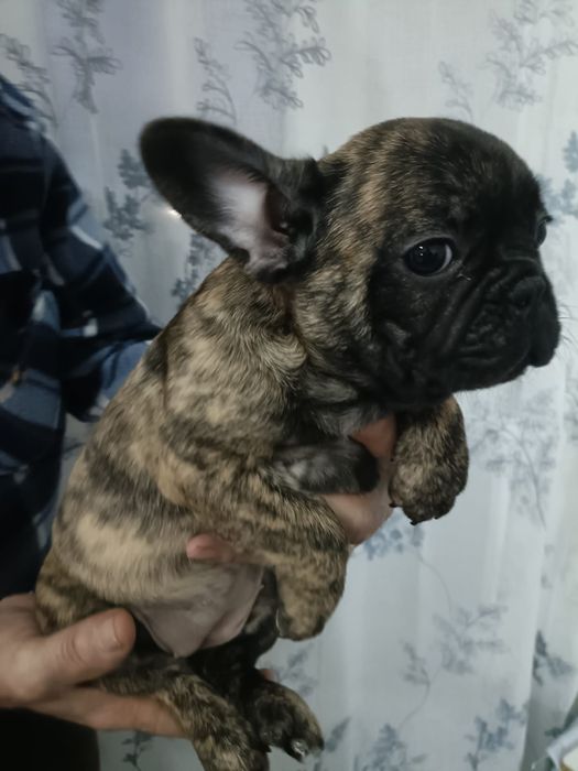 Bulldog Frances Brindle