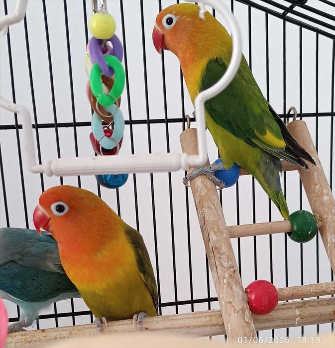 Agapornis Verdes